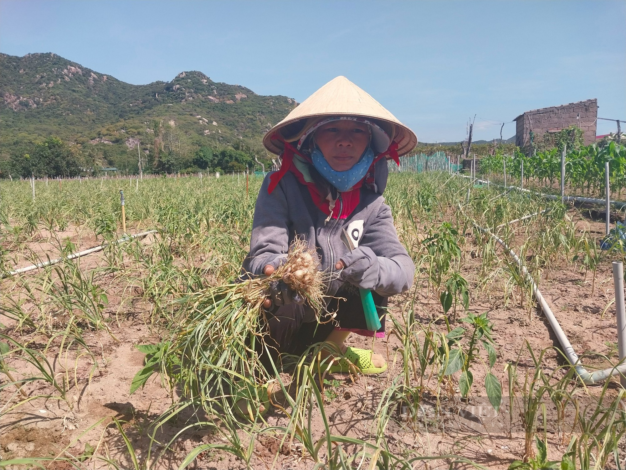 Người trồng tỏi ở Ninh Thuận điêu đứng vì tỏi mất mùa, mất giá - Ảnh 1.