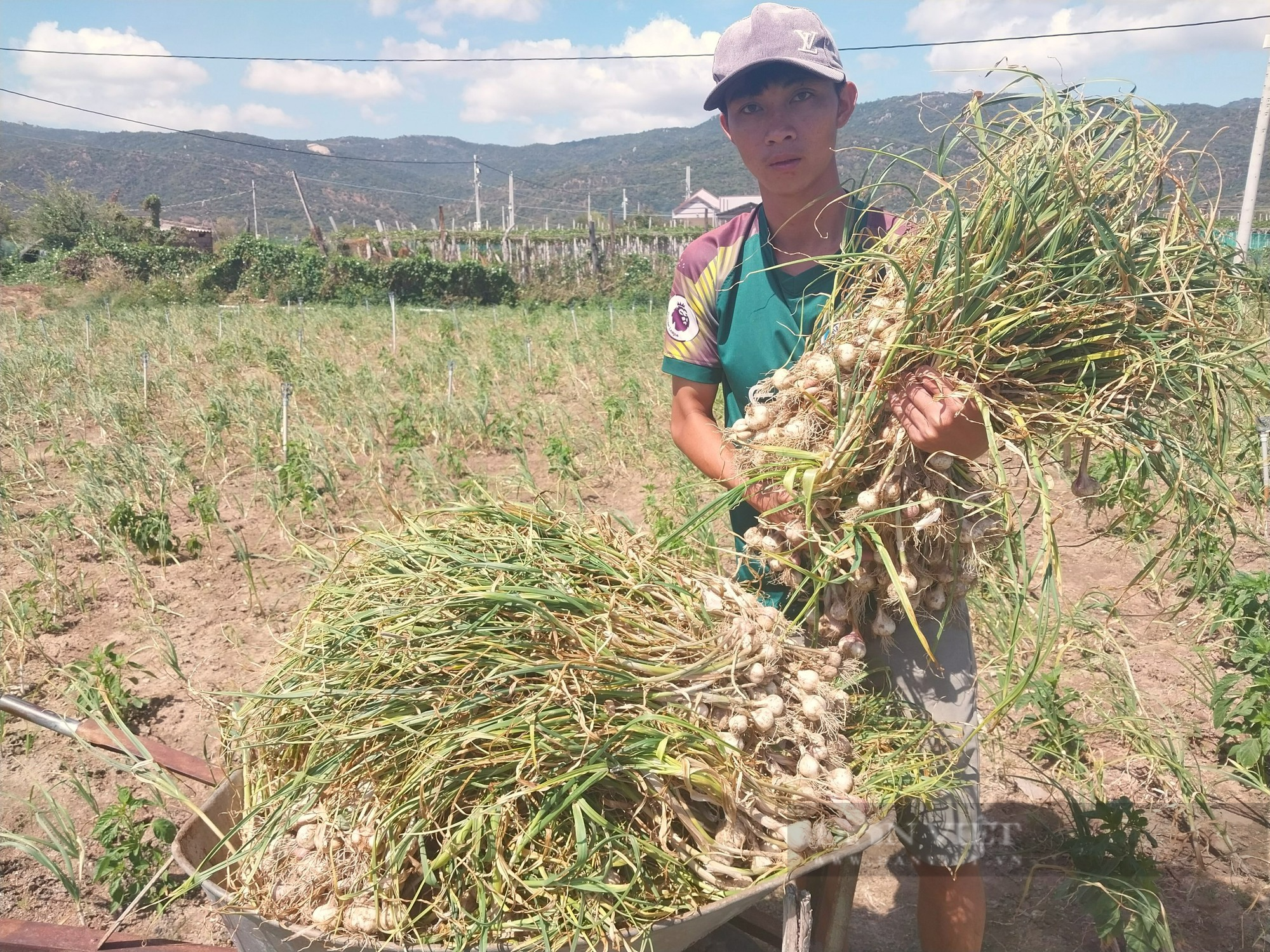 Người trồng tỏi ở Ninh Thuận điêu đứng vì tỏi mất mùa, mất giá - Ảnh 4.
