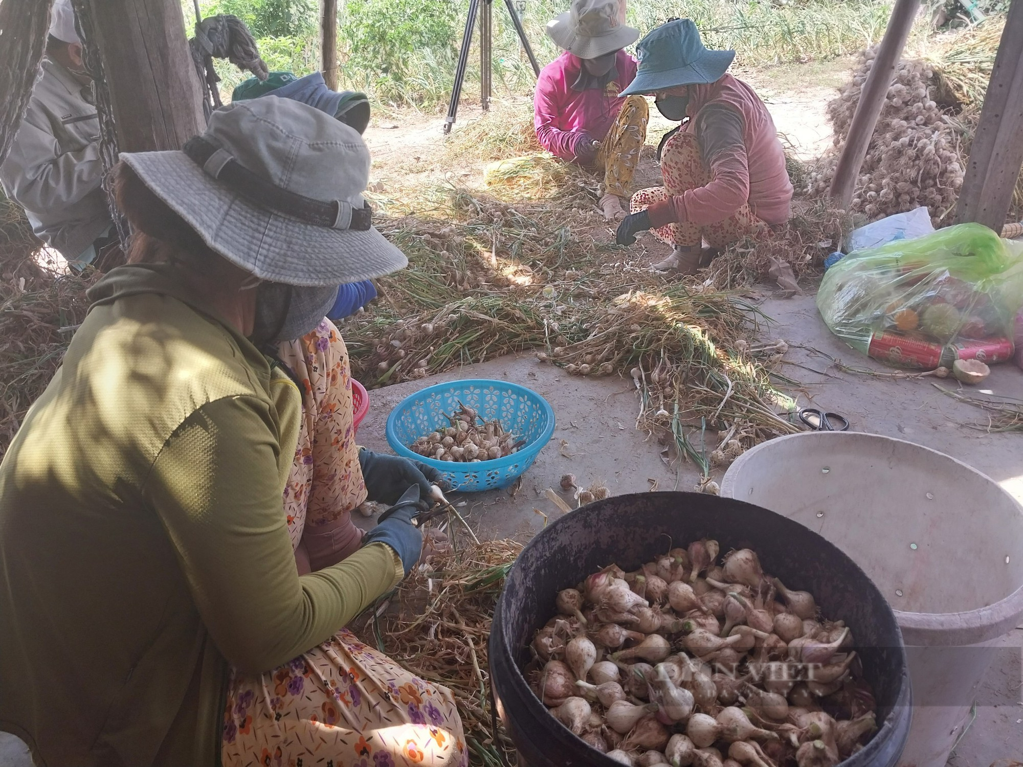 Người trồng tỏi ở Ninh Thuận điêu đứng vì tỏi mất mùa, mất giá - Ảnh 6.