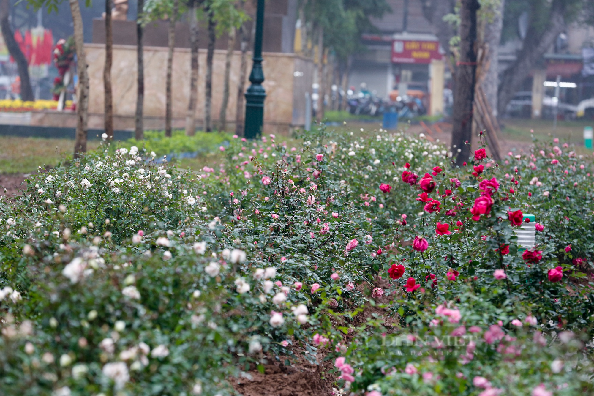 Công viên Thống Nhất trồng 10.000 cây hoa hồng thay thế rào sắt  - Ảnh 2.