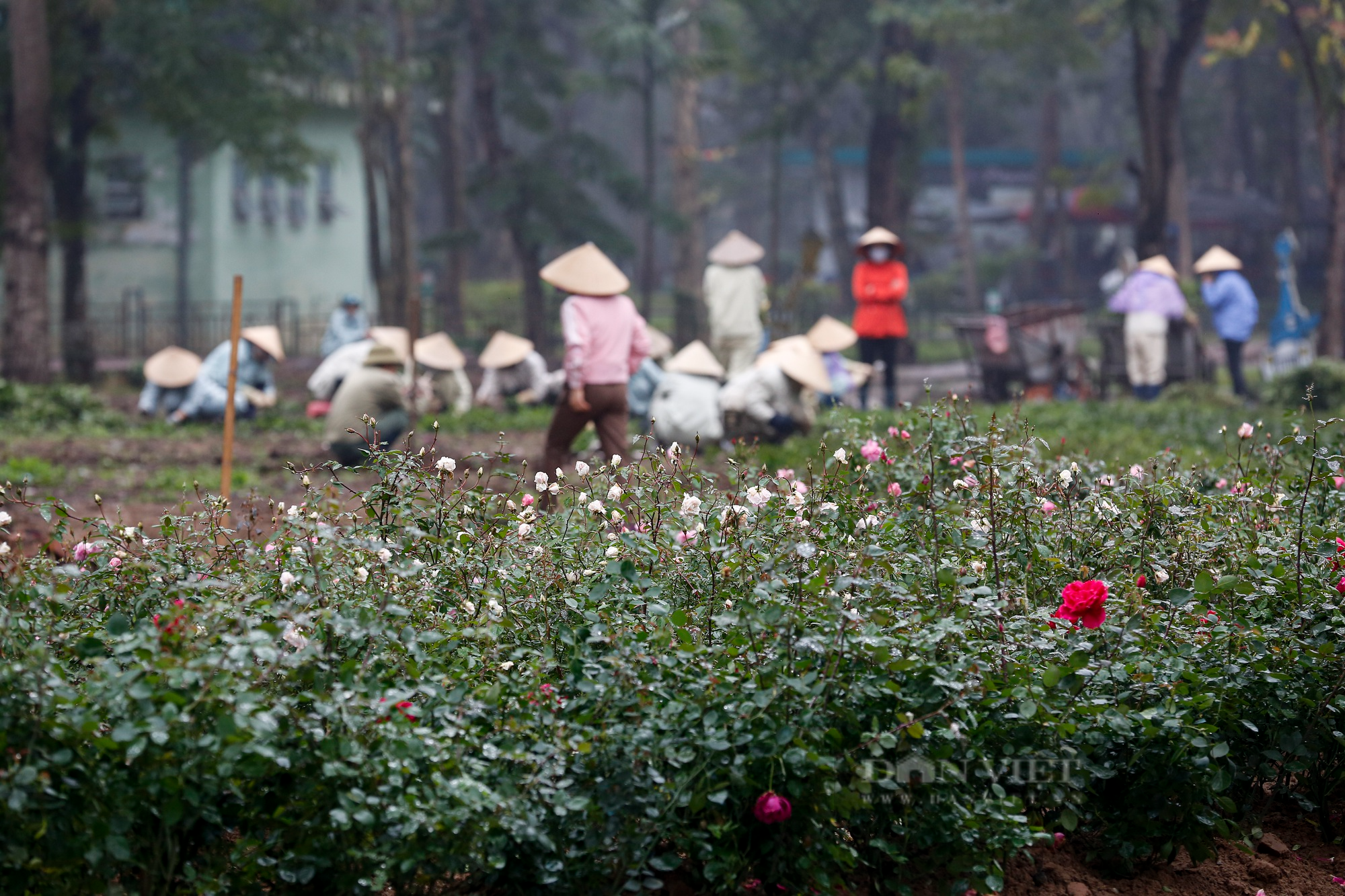 Công viên Thống Nhất trồng 10.000 cây hoa hồng thay thế rào sắt  - Ảnh 5.