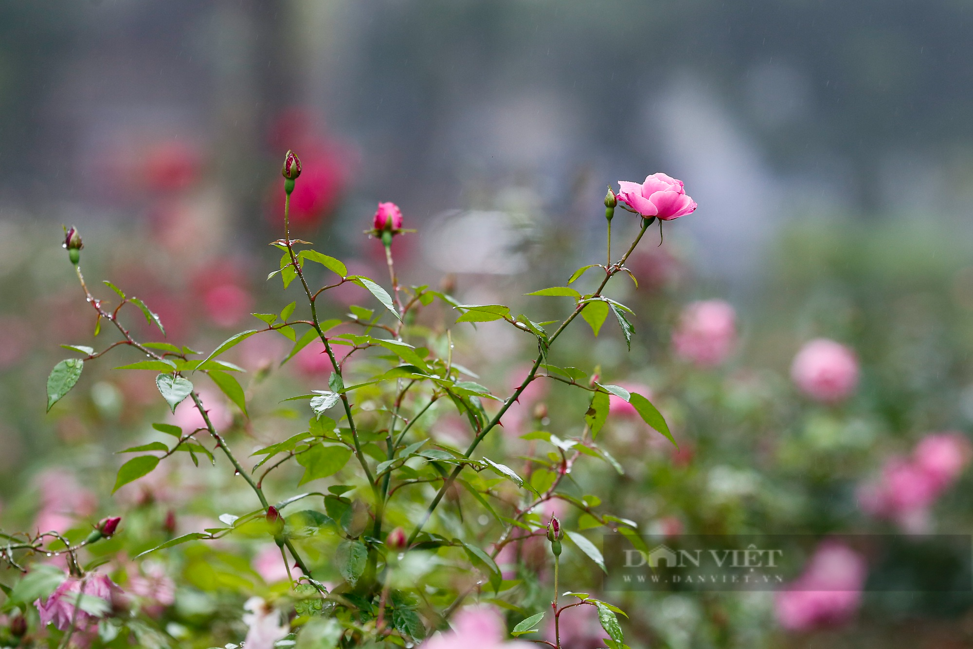 Công viên Thống Nhất trồng 10.000 cây hoa hồng thay thế rào sắt  - Ảnh 6.