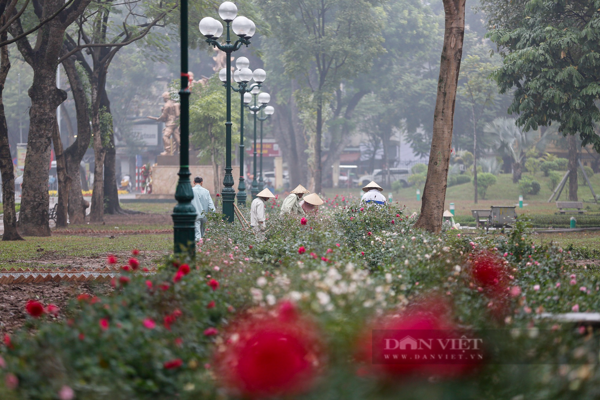 Công viên Thống Nhất trồng 10.000 cây hoa hồng thay thế rào sắt  - Ảnh 7.