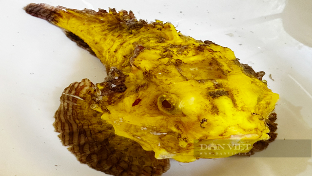 Hiếm độc cá mặt quỷ đột biển màu ở đảo Lý Sơn – Quảng Ngãi - Ảnh 1.