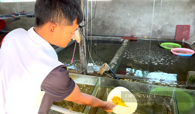 Hiếm độc cá mặt quỷ đột biển màu ở đảo Lý Sơn – Quảng Ngãi - Ảnh 4.