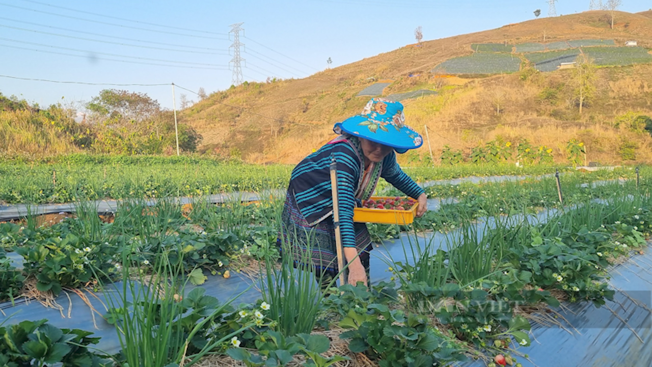 Trồng dâu tây, ra quả đỏ chót, giúp nông dân thành tỷ phú - Ảnh 12.