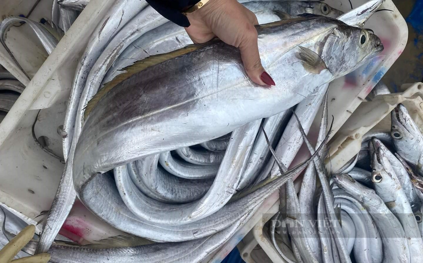 Nghệ An: Khai xuân đầu năm, một tàu cá trở về đầy ắp loại hải sản cực phẩm trị giá gần 3 tỷ đồng - Ảnh 1.