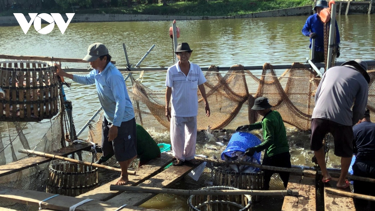 Giá nông sản sau tết, loại cá này ở Tiền Giang hút hàng, đủ cân đủ lạng xúc lên thương lái &quot;khuân&quot; hết sạch - Ảnh 1.