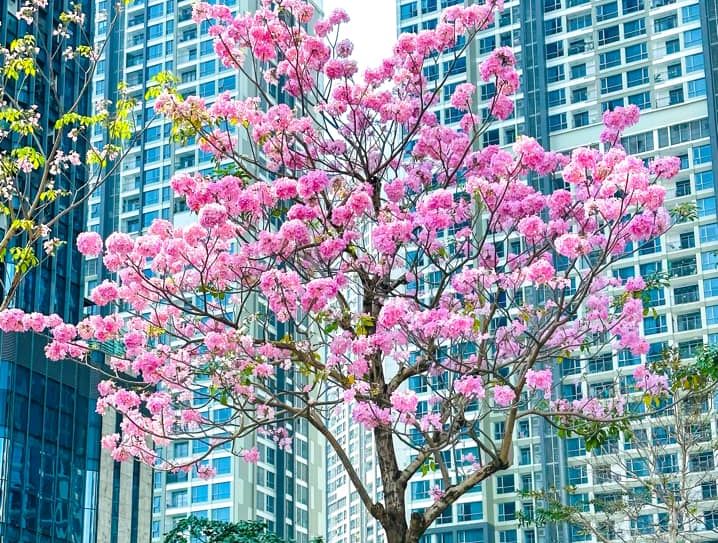 Hoa kèn hồng những ngày cuối mùa làm nao lòng người Sài Gòn - Ảnh 11.