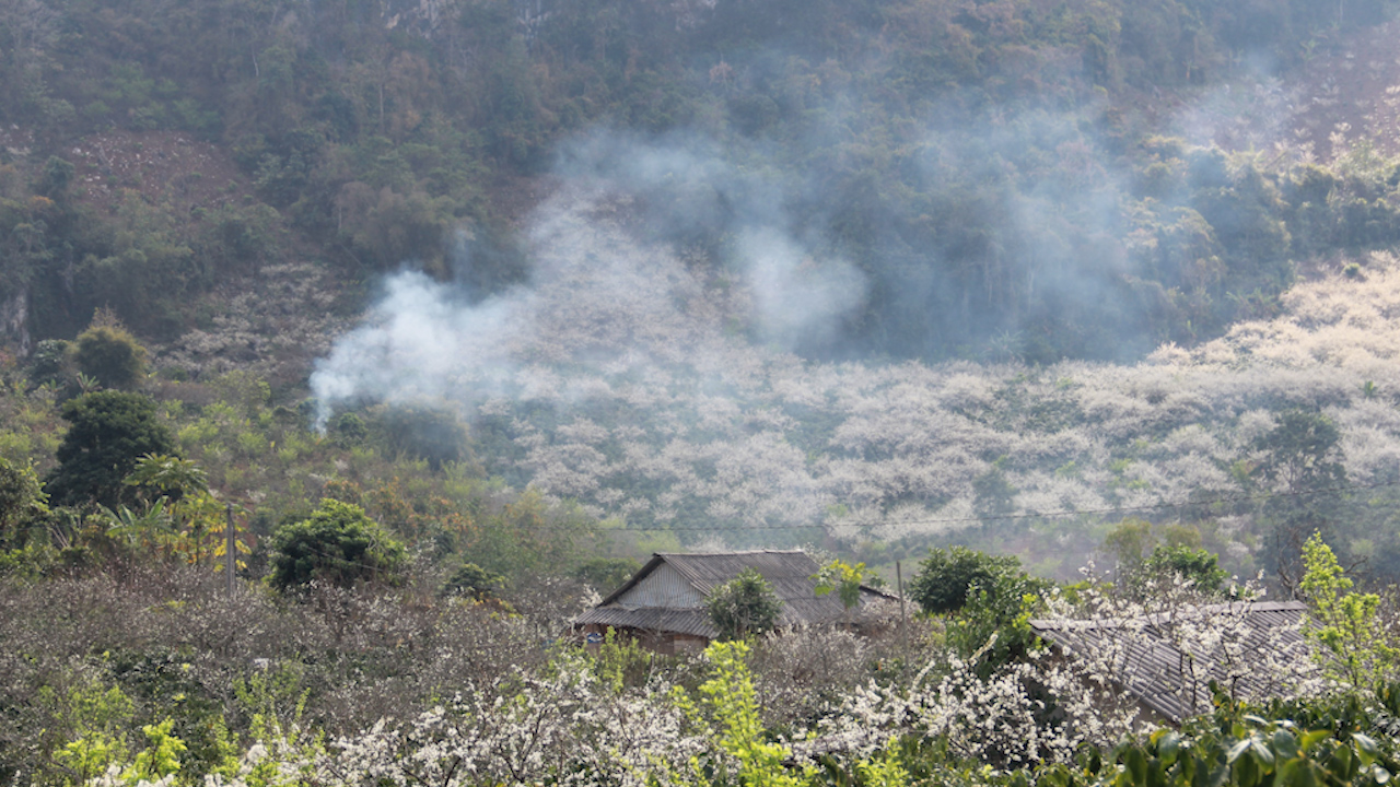 Sơn La: Hơn 10 ha cây cà phê bị cháy khô - Ảnh 5.