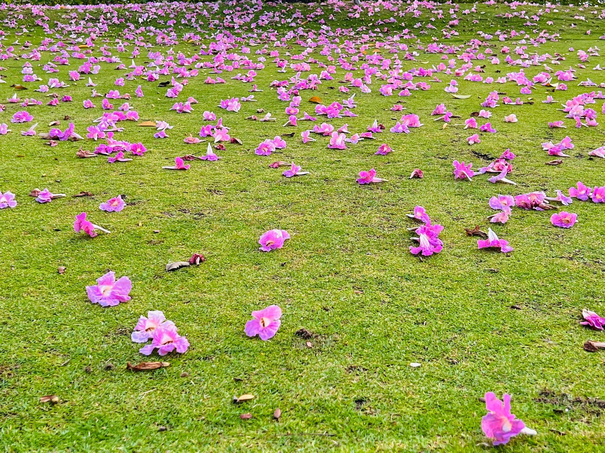 Hoa kèn hồng những ngày cuối mùa làm nao lòng người Sài Gòn - Ảnh 12.