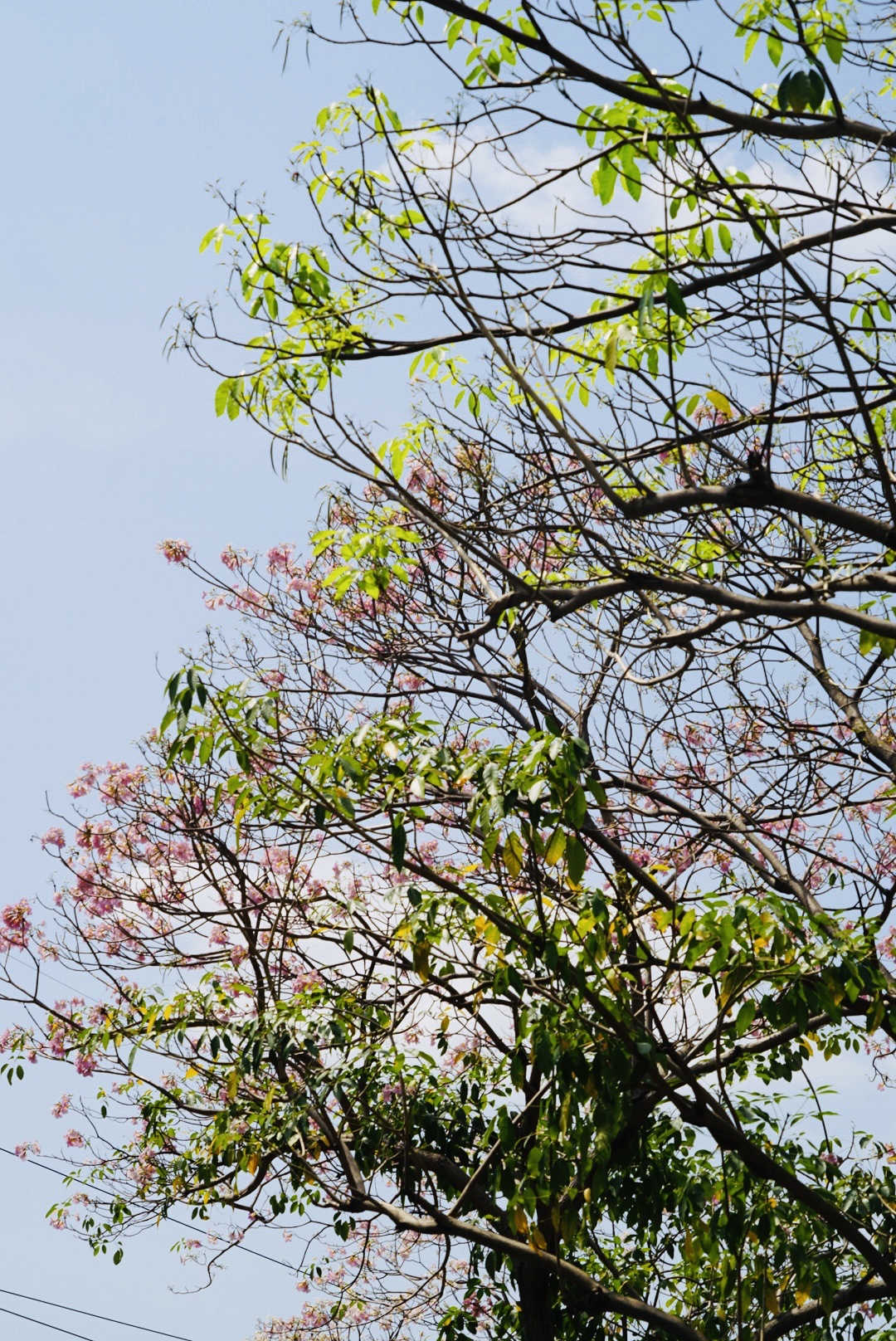 Hoa kèn hồng những ngày cuối mùa làm nao lòng người Sài Gòn - Ảnh 14.
