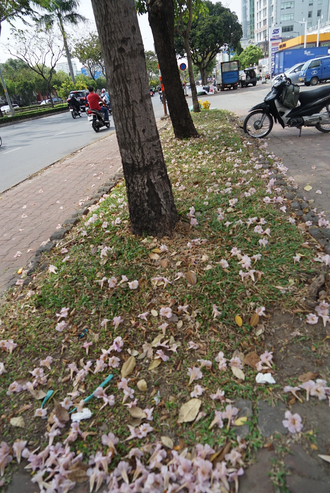 Hoa kèn hồng những ngày cuối mùa làm nao lòng người Sài Gòn - Ảnh 13.