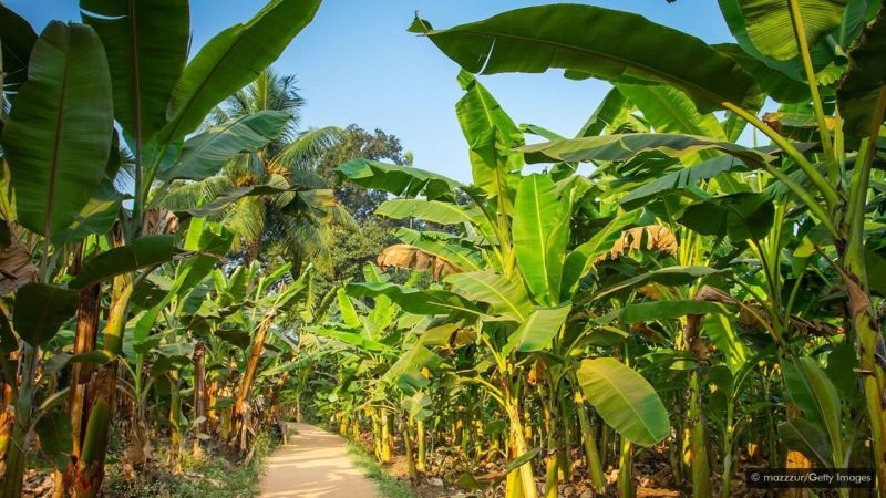 Loại quả chợ nào ở Việt Nam cũng có, bán rất rẻ là là &quot;báu vật&quot; linh thiêng ở đất nước này - Ảnh 2.