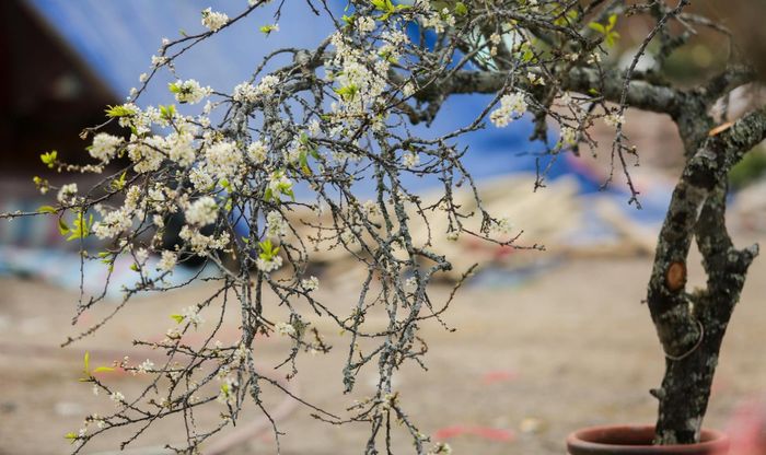 Sau Tết Nguyên đán, thị trường cây cảnh vẫn &quot;sốt rần rần&quot; với 4 loại hoa, cây cảnh độc lạ - Ảnh 11.