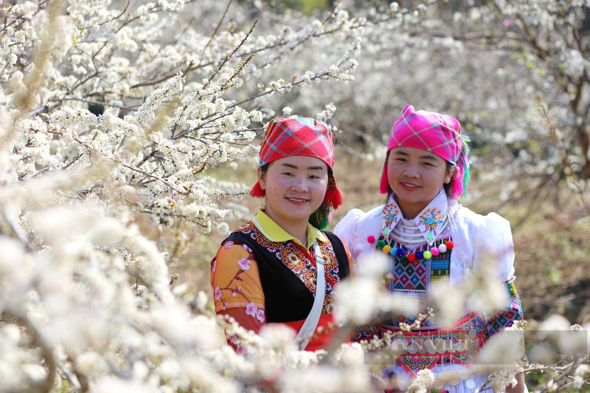 Ngắm vườn hoa mận khiến du khách thích thú muốn tới  Lai Châu chụp hình, checkin - Ảnh 4.