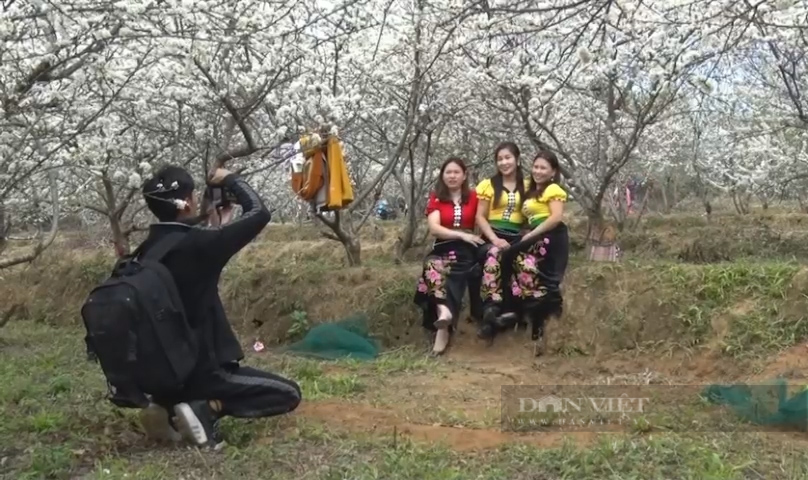 Ngắm vườn hoa mận khiến du khách thích thú muốn tới  Lai Châu chụp hình, checkin - Ảnh 9.