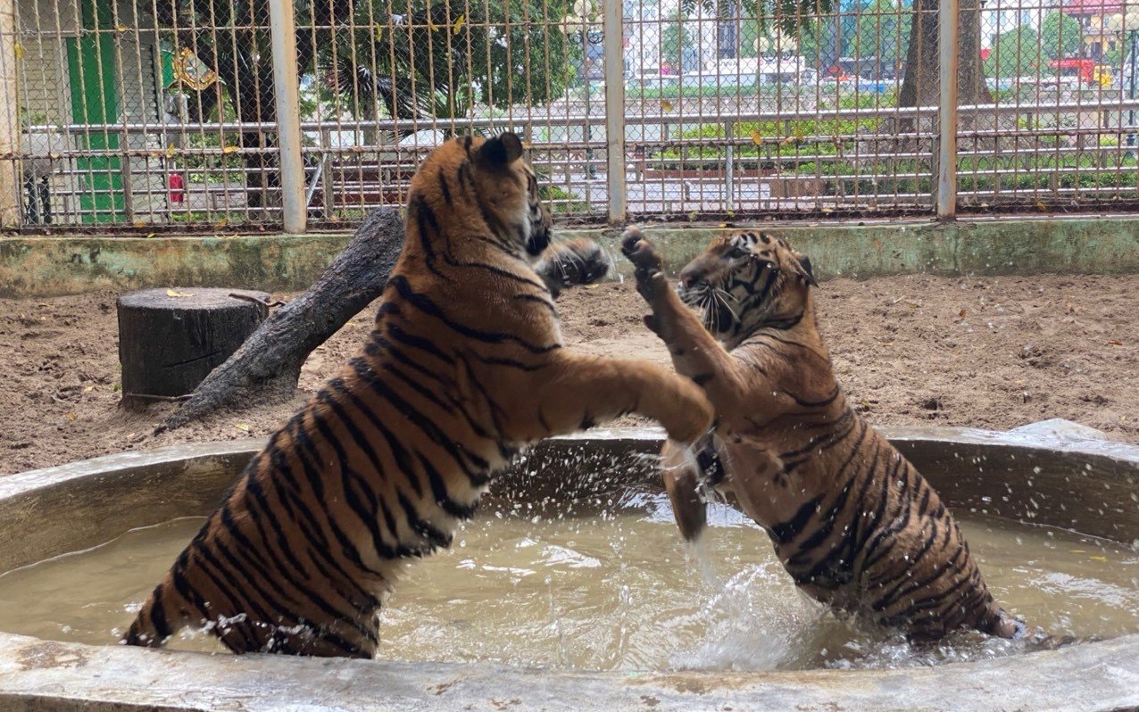 Vườn thú Hà Nội đề xuất mua thêm động vật quý hiếm