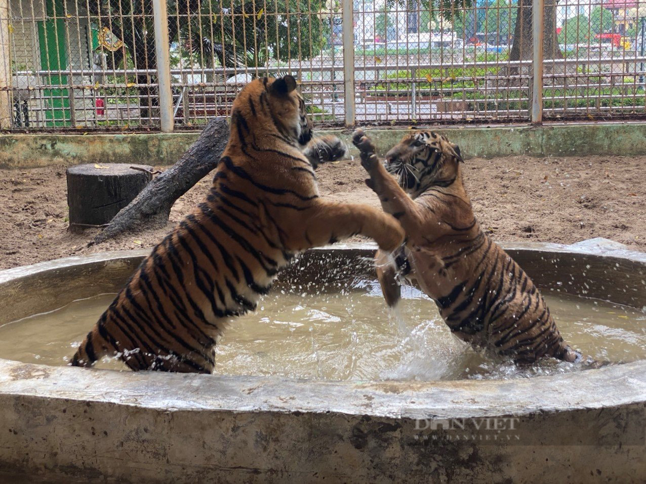 Vườn thú Hà Nội đề xuất mua thêm động vật quý hiếm - Ảnh 1.