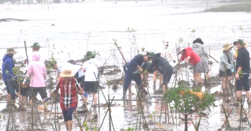 Ninh Bình: Phục hồi và quản lý bền vững rừng ngập mặn vùng Đồng bằng sông Hồng - Ảnh 1.