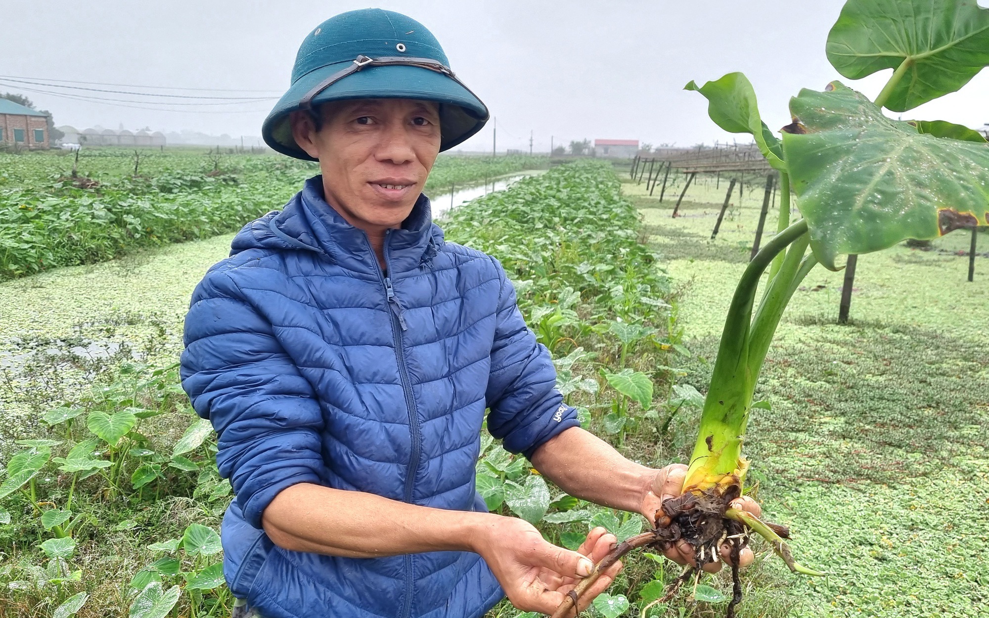 Thâm niên 25 năm giáo viên vẫn bỏ nghề về trồng khoai môn ngọt Thái Lan ở Ninh Bình, lãi 300 triệu/năm