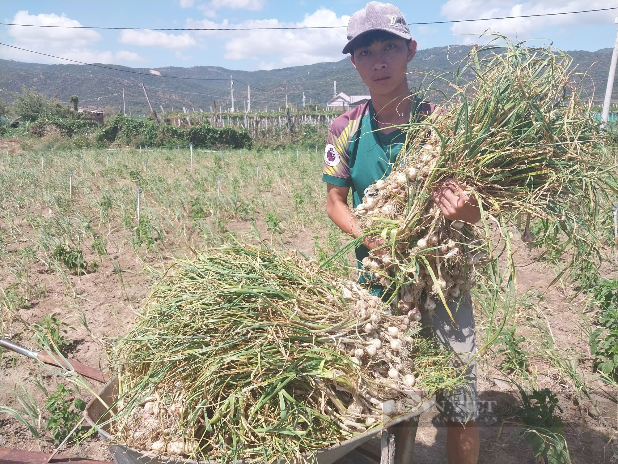 Sau phản ánh của Dân Việt, Chủ tịch tỉnh Ninh Thuận chỉ đạo kiểm tra xử lý để đảm bảo sản xuất tỏi hiệu quả - Ảnh 5.