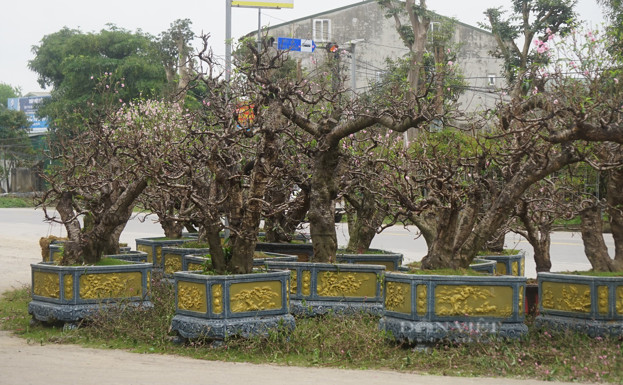 Dân thành Vinh chi tiền khủng để hồi sức những gốc đào cổ thụ kích thước &quot;khủng&quot; - Ảnh 5.