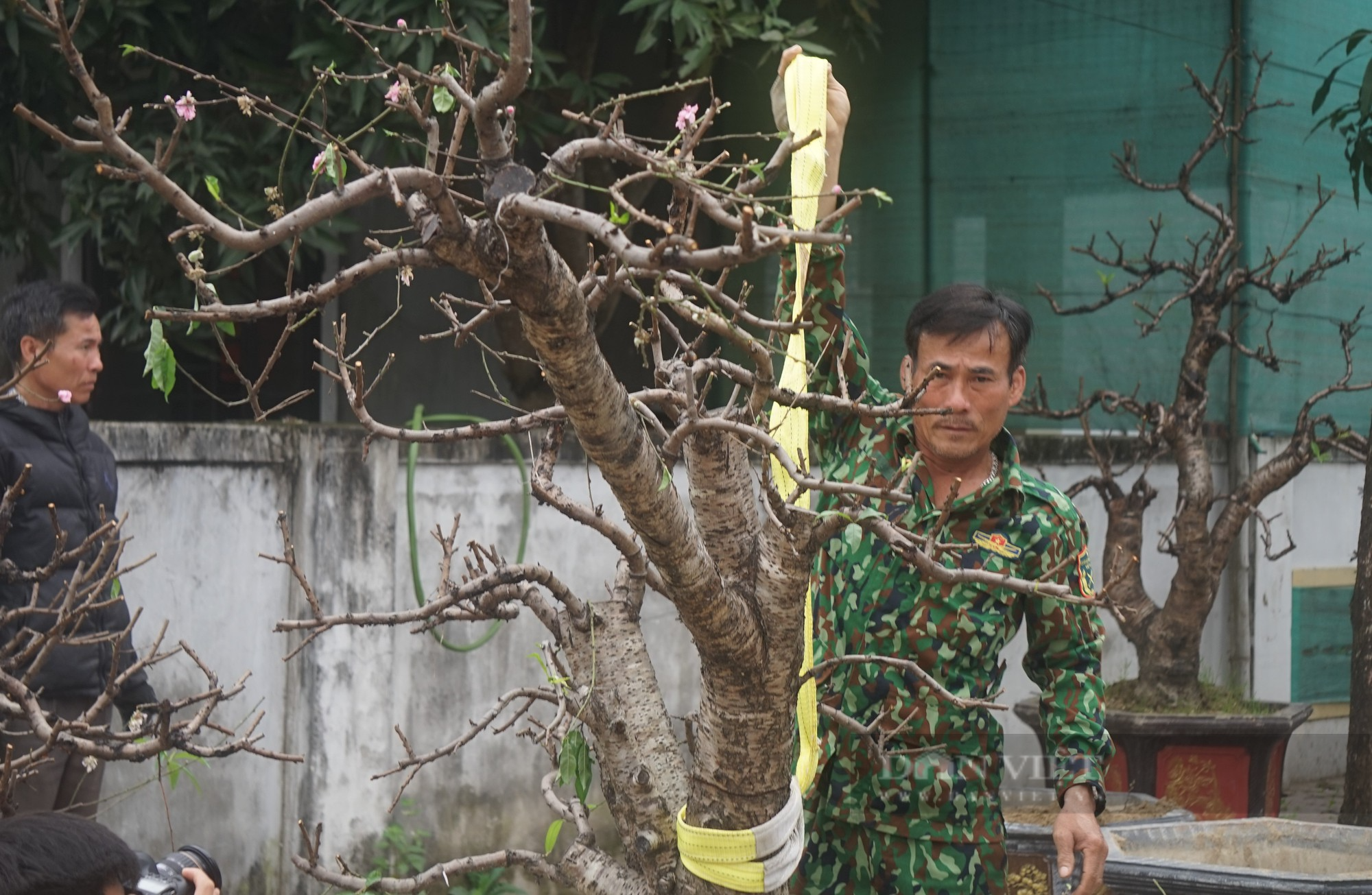 Dân thành Vinh chi tiền khủng để hồi sức những gốc đào cổ thụ kích thước &quot;khủng&quot; - Ảnh 10.