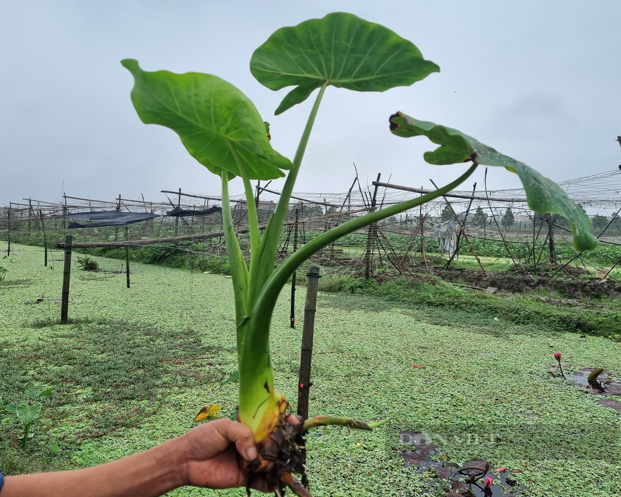 Rời nghề giáo viên về trồng cây khoai môn ngọt Thái Lan lấy ngó lãi 300 triệu đồng/năm - Ảnh 4.