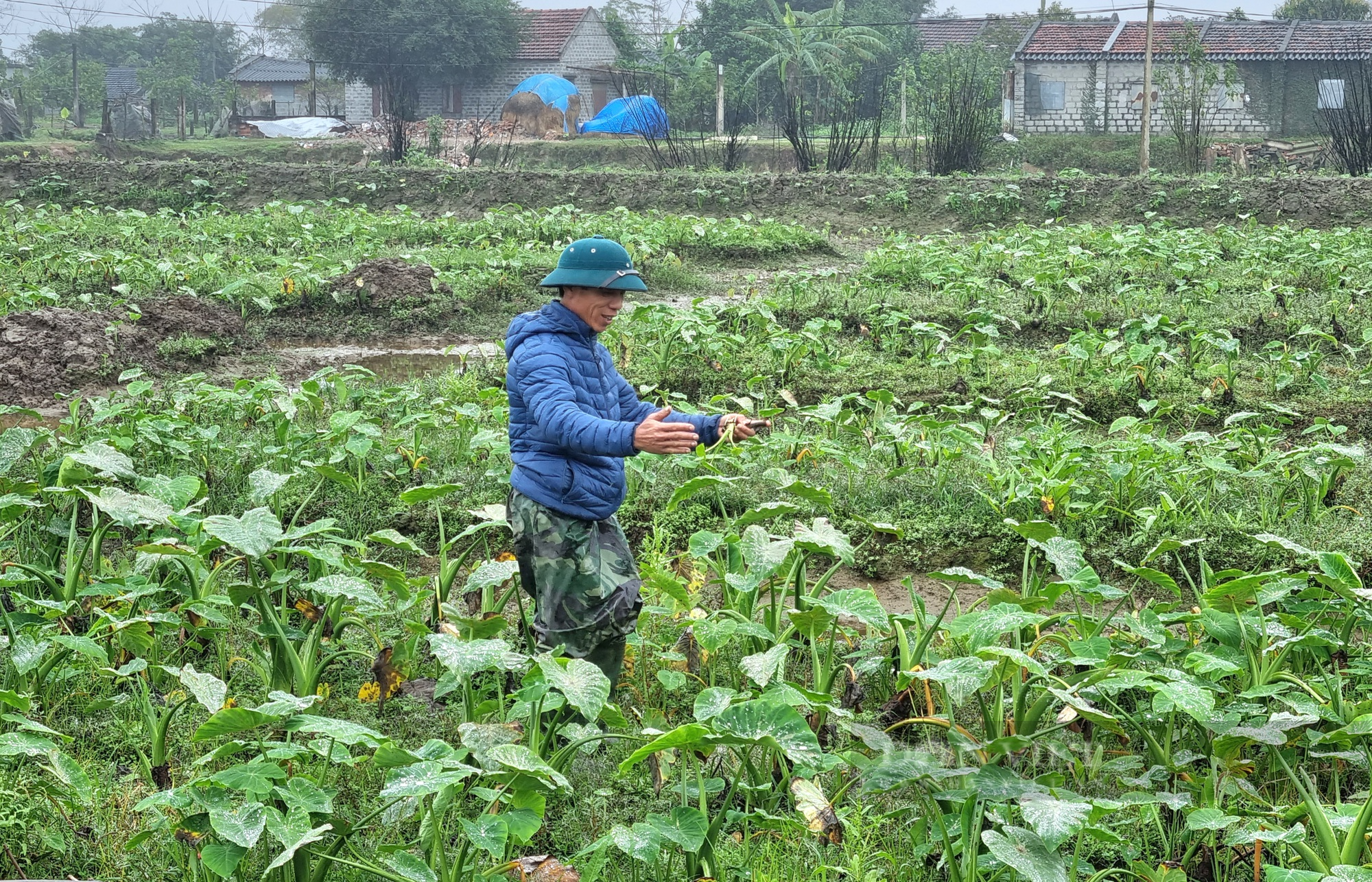 Rời nghề giáo viên về trồng cây khoai môn ngọt Thái Lan lấy ngó lãi 300 triệu đồng/năm - Ảnh 6.