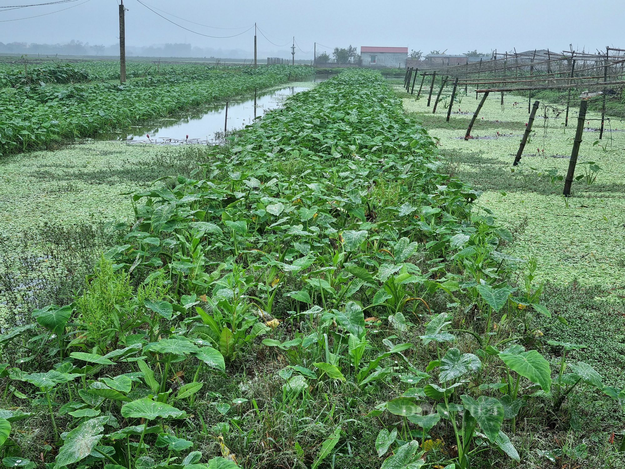 Rời nghề giáo viên về trồng cây khoai môn ngọt Thái Lan lấy ngó lãi 300 triệu đồng/năm - Ảnh 7.