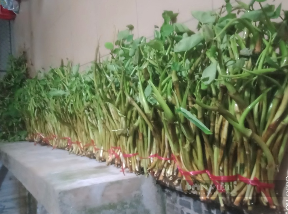Rời nghề giáo viên về trồng cây khoai môn ngọt Thái Lan lấy ngó lãi 300 triệu đồng/năm - Ảnh 8.