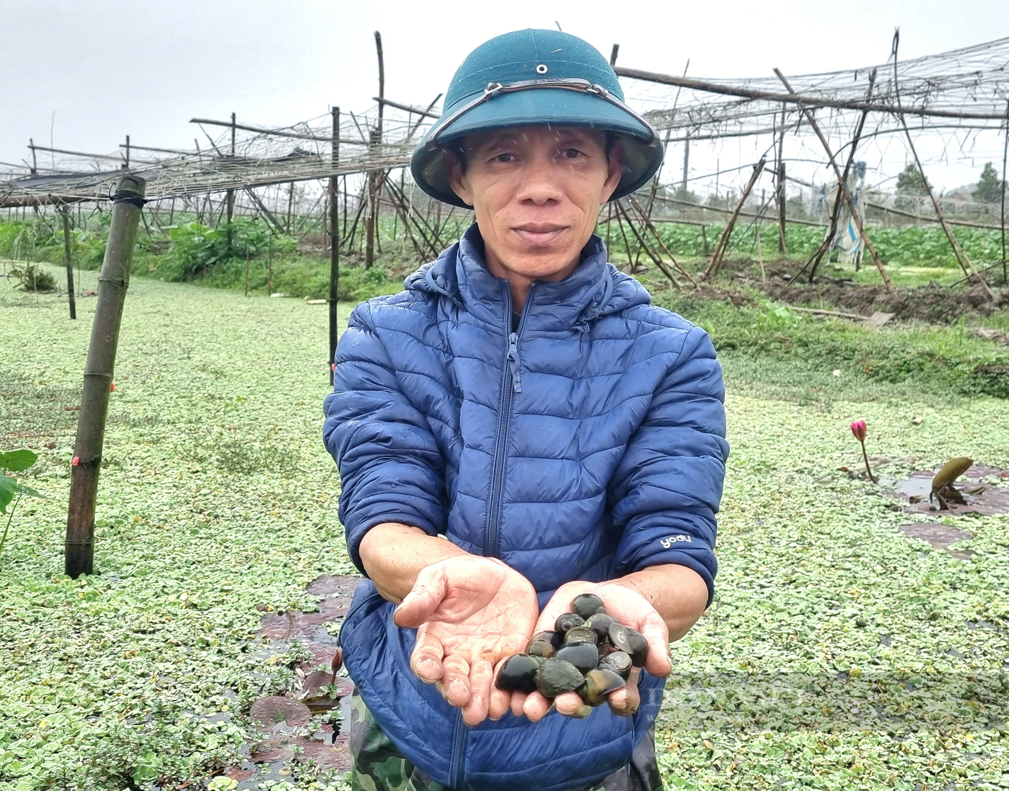 Rời nghề giáo viên về trồng cây khoai môn ngọt Thái Lan lấy ngó lãi 300 triệu đồng/năm - Ảnh 10.