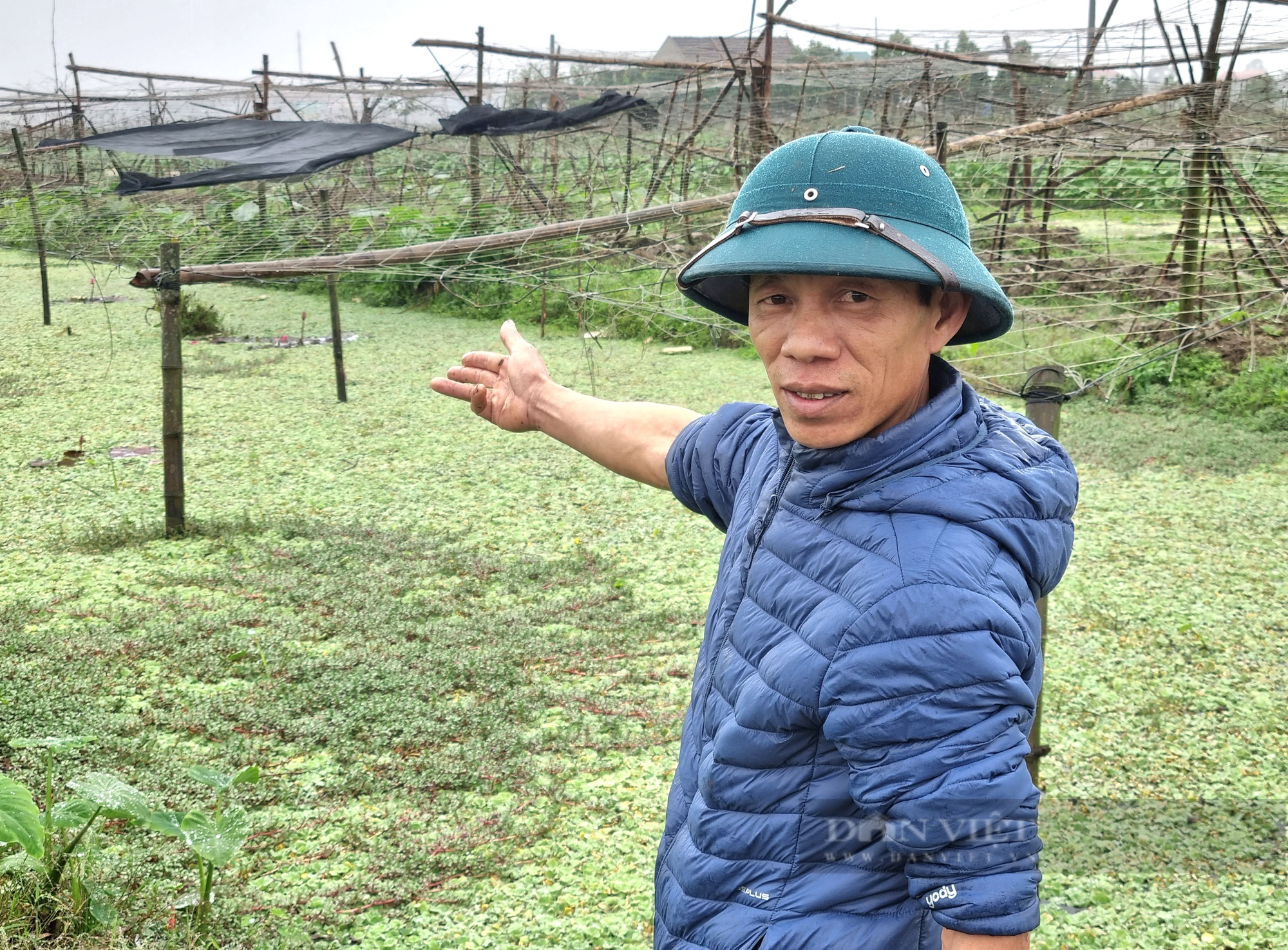 Rời nghề giáo viên về trồng cây khoai môn ngọt Thái Lan lấy ngó lãi 300 triệu đồng/năm - Ảnh 5.