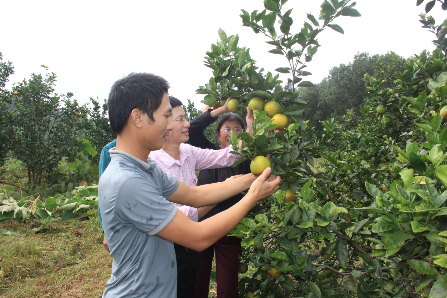 Tín dụng chính sách Ngân hàng CSXH mang đến mùa xuân no ấm cho nông dân Hương Sơn, Hà Tĩnh - Ảnh 1.