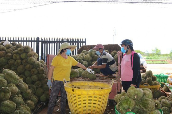 Trung Quốc mở cửa, nhiều nông sản Việt Nam tăng giá gấp đôi - Ảnh 1.