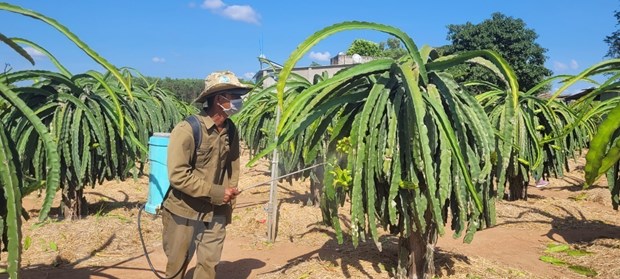 Bà Rịa-Vũng Tàu: Thanh long giá cao, nông dân phấn khởi tái đầu tư