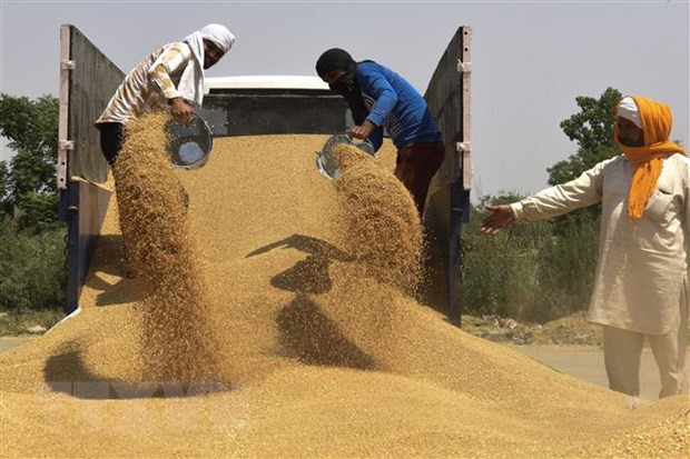 Chính phủ Ấn Độ cân nhắc gia hạn lệnh cấm xuất khẩu lúa mỳ - Ảnh 1.