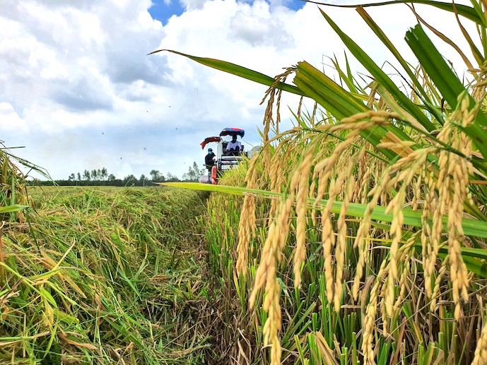 Giao dịch lúa mới sôi động, cung tăng, giá gạo vẫn được kéo nhích lên - Ảnh 1.