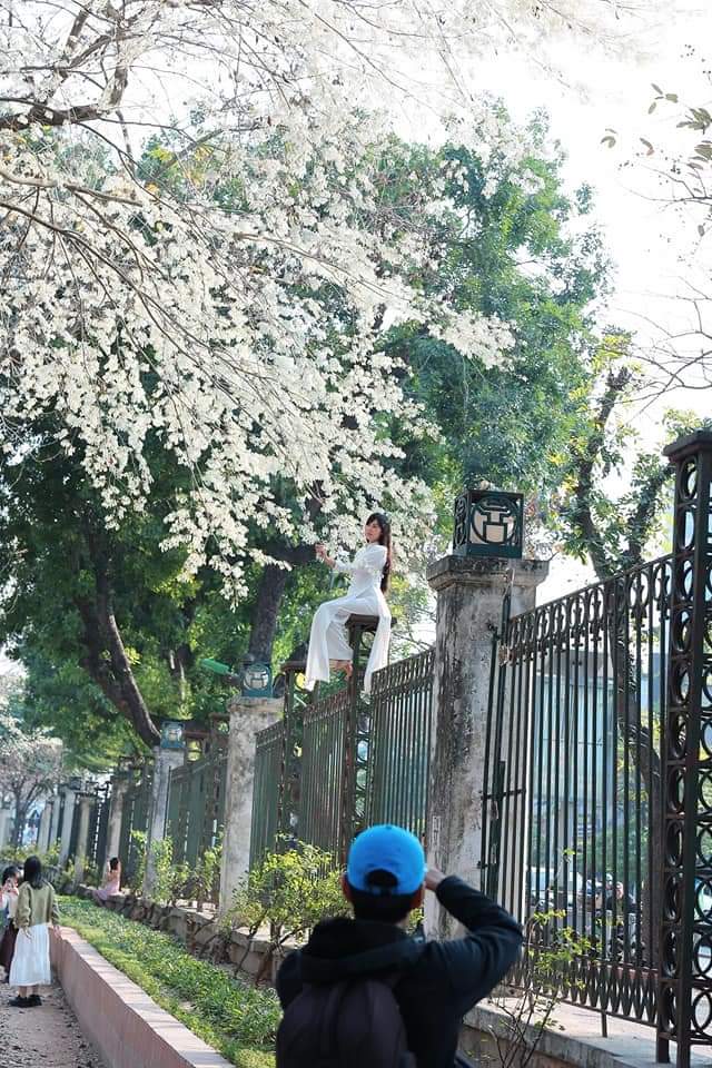 Bức ảnh cô gái trèo lên hàng rào để chụp ảnh với hoa sưa gây sốt ở Hà Nội - Ảnh 2.