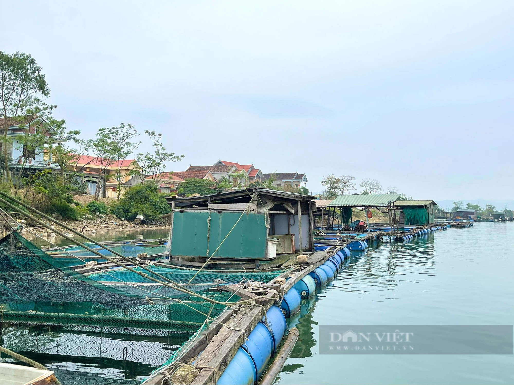 Quảng Bình: Làng nghèo nằm giữa sông Gianh sống khá nhờ nuôi cá lồng - Ảnh 6.