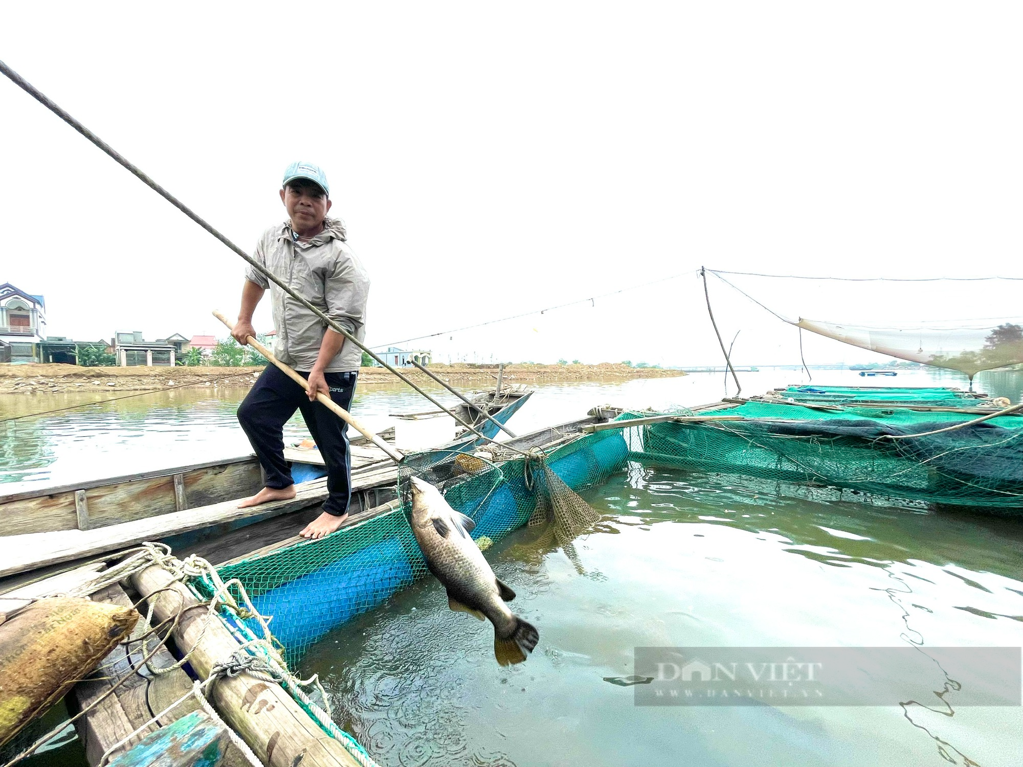 Quảng Bình: Làng nghèo nằm giữa sông Gianh sống khá nhờ nuôi cá lồng - Ảnh 4.