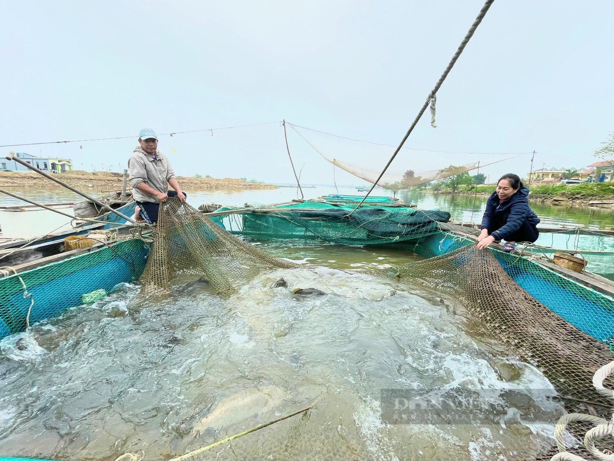 Quảng Bình: Làng nghèo nằm giữa sông Gianh sống khá nhờ nuôi cá lồng - Ảnh 3.