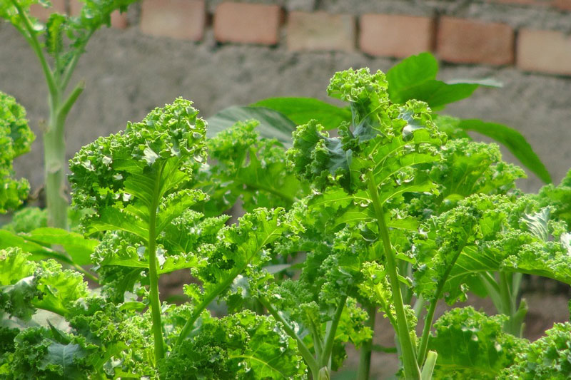 Loại rau có lá xoăn tít được ví là “vua” của các loại rau, nhưng người Việt ít khi ăn dù cũng không khó trồng - Ảnh 6.