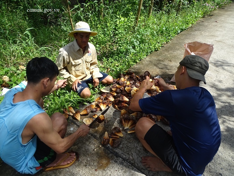 Loài cây dại mọc tốt um kênh rạch Cà Mau, ra trái &quot;búa xua&quot;, xưa ăn chơi, nay đặc sản thơm ngon &quot;nút lưỡi&quot; - Ảnh 6.