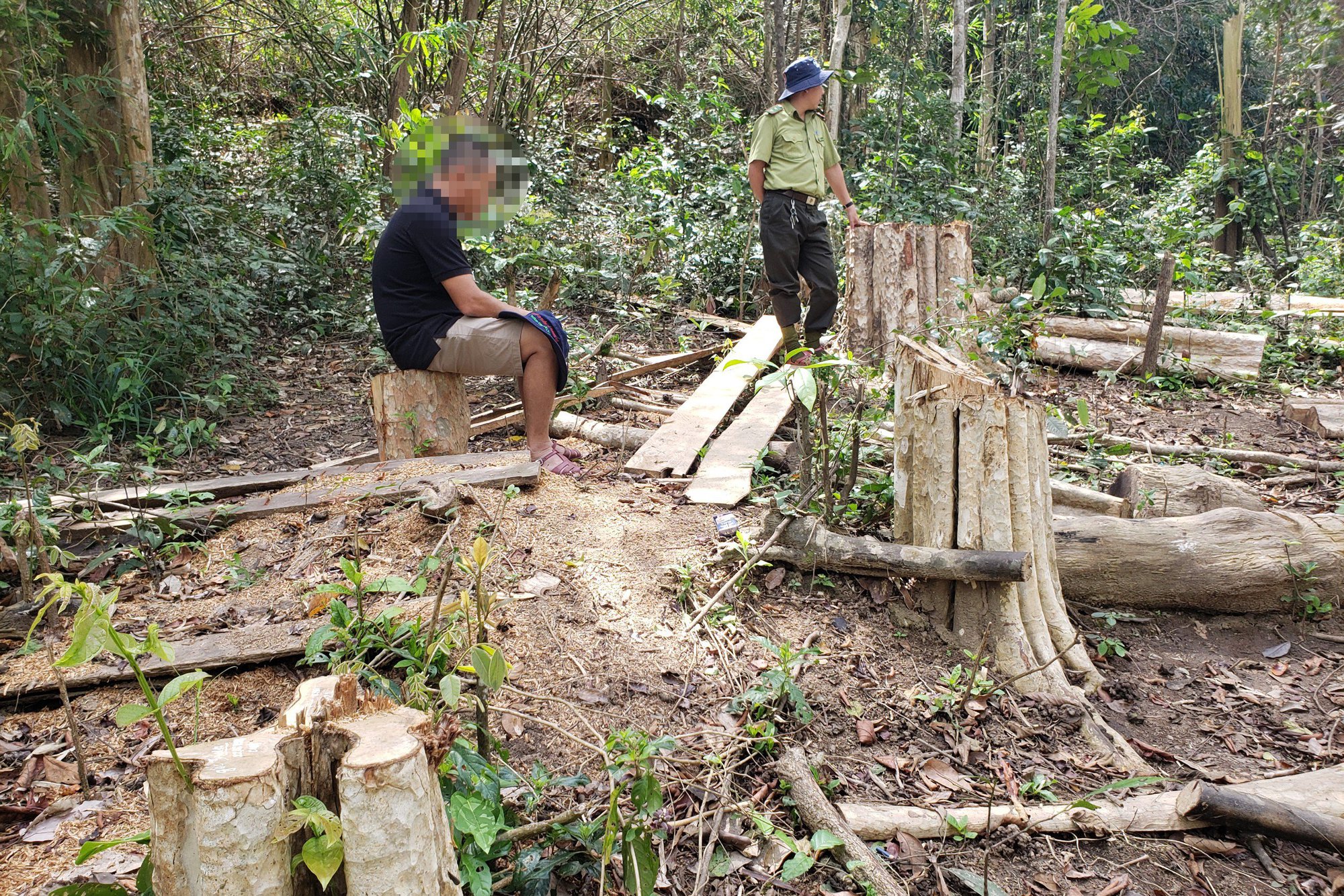 Chuyển công an điều tra lâm tặc &quot;cưa hạ&quot; gần 150 cây gỗ ở Gia Lai - Ảnh 1.