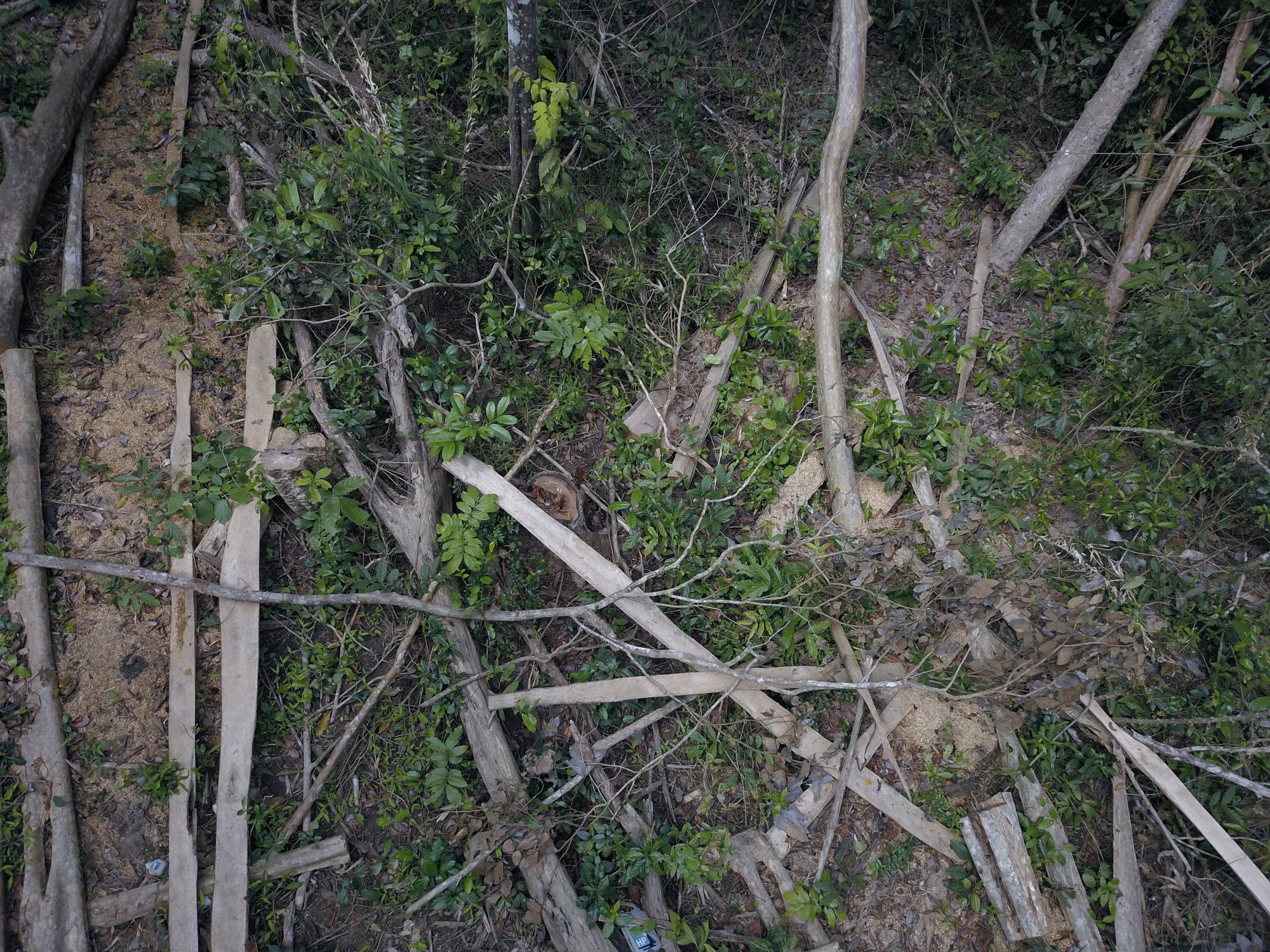 Chuyển công an điều tra lâm tặc &quot;cưa hạ&quot; gần 150 cây gỗ ở Gia Lai - Ảnh 2.