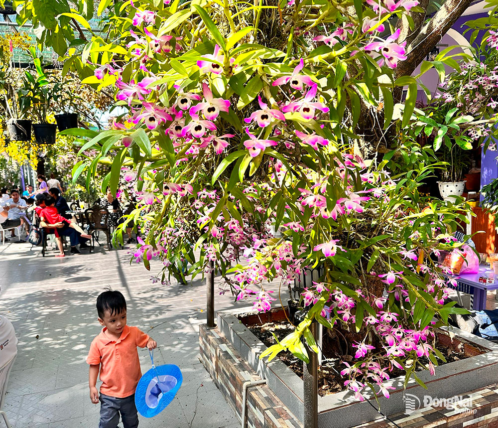 La liệt giò lan rừng thân thòng hoa tuôn như suối trong một quán cà phê đang hot ở Đồng Nai - Ảnh 8.