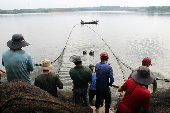 Xem đánh bắt cá trên một hồ nước ngọt 300ha ở Đồng Nai, vô số con to, cá ba sa nặng cả chục ký - Ảnh 4.