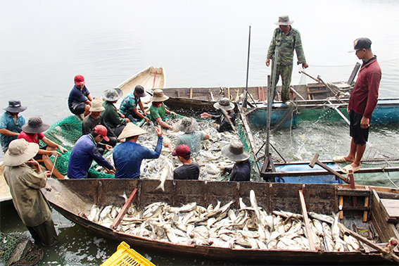 Xem đánh bắt cá trên một hồ nước ngọt 300ha ở Đồng Nai, vô số con to, cá ba sa nặng cả chục ký - Ảnh 6.